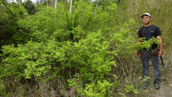 Image of Strychnos brasiliensis (Spreng.) Mart.