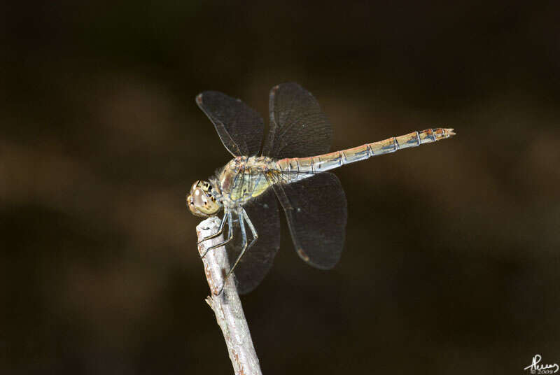 Image of Sympetrum Newman 1833