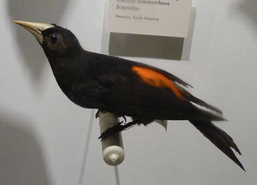 Image of Red-rumped Cacique