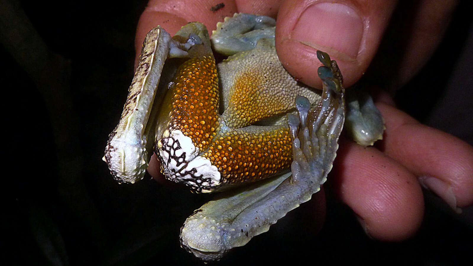 Image of Lophyohylinae Miranda-Ribeiro 1926