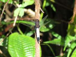 Image of Skimmers (Dragonflies)