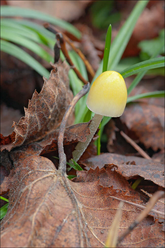 Image of Yellow Fieldcap