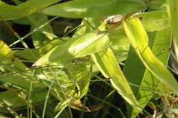 Image of plain gentian