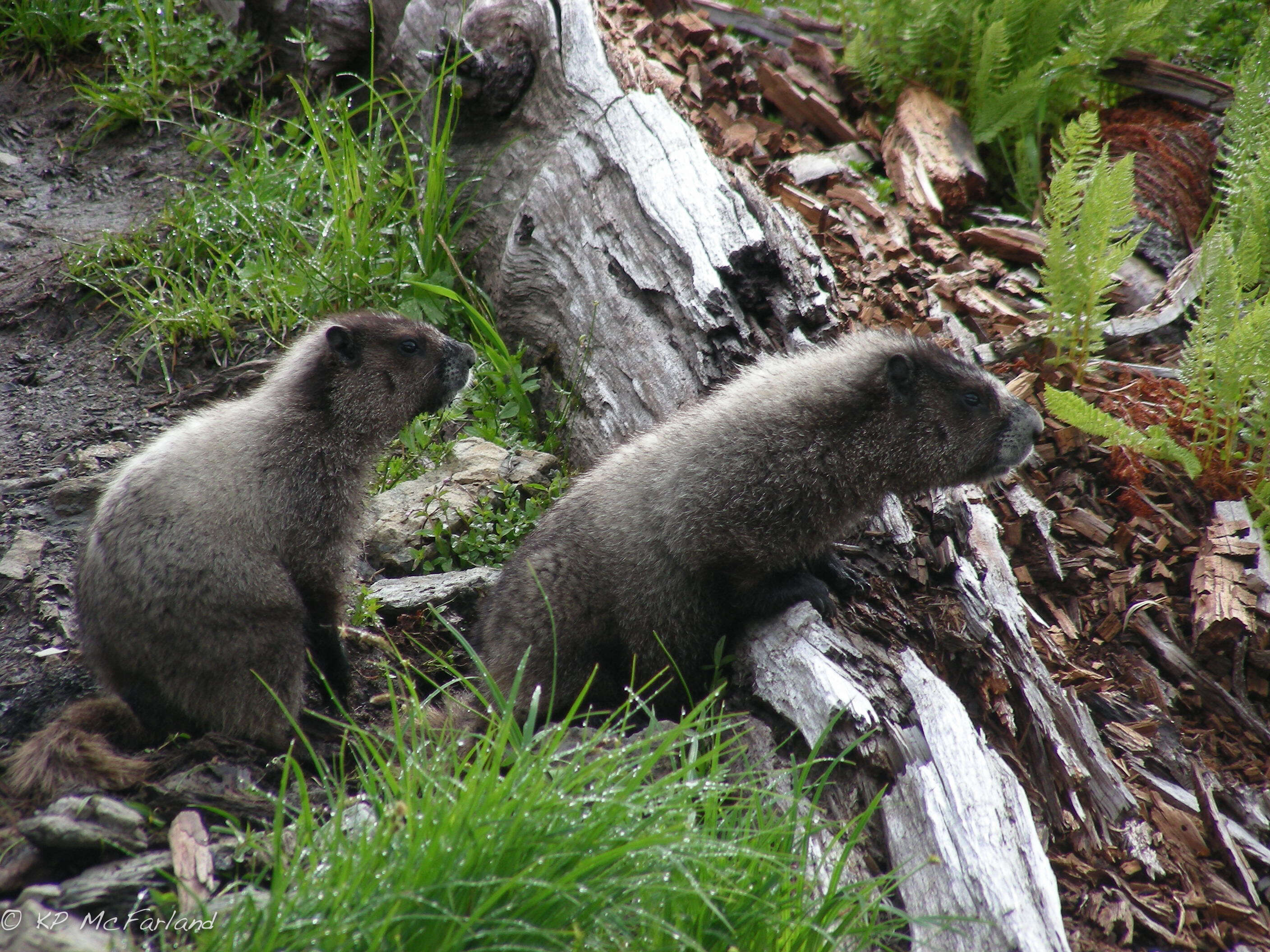 Imagem de Marmota subgen. Petromarmota Steppan et al. 1999