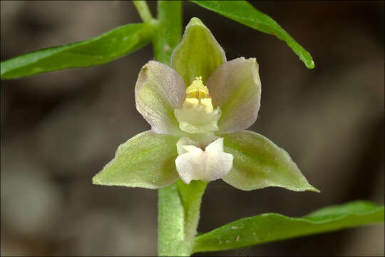 Image of Helleborine