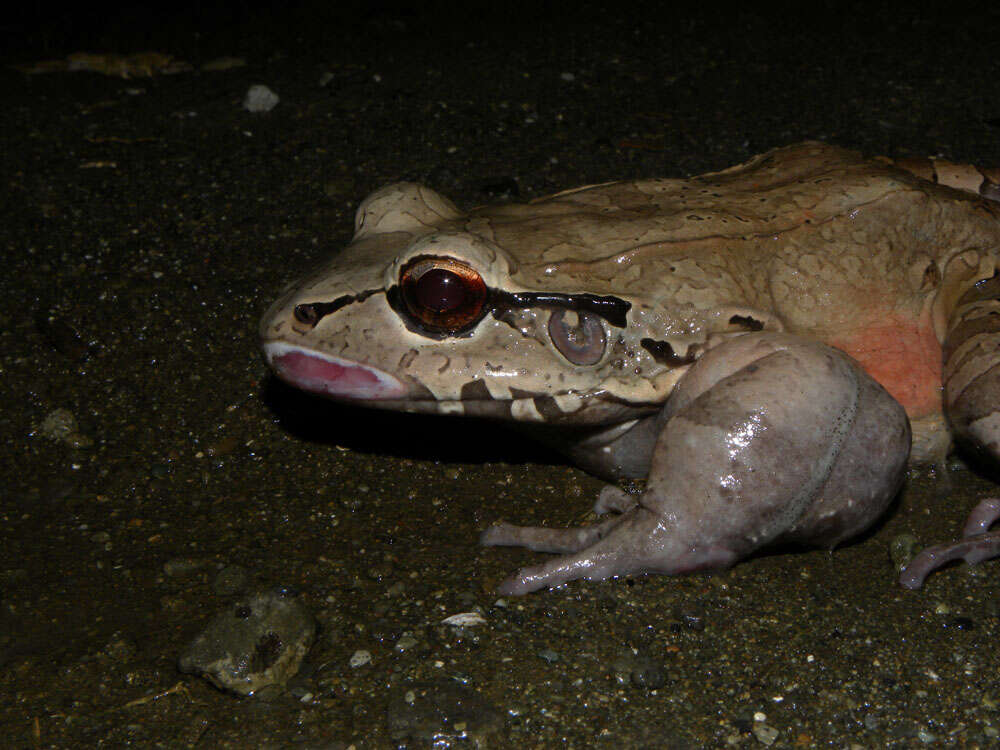 Image of Savage's Thin-toed Frog