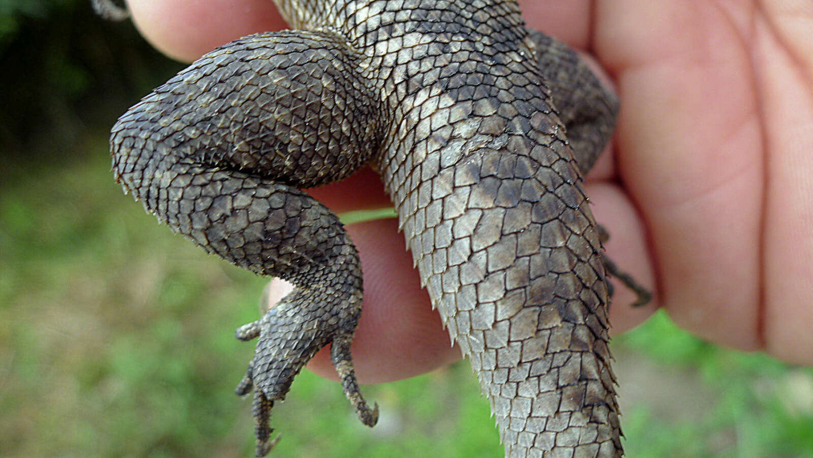 Image of Peters' Lava Lizard