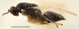 Plancia ëd Eurytomidae