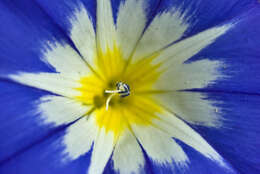 Image of bindweed