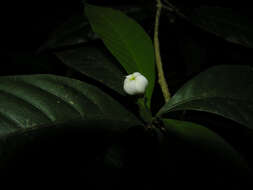 Image de Randia grandifolia (Donn. Sm.) Standl.