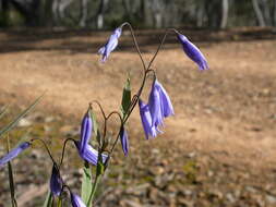 Image of Dianella