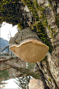 Image of Phellinus