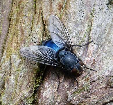 صورة Calliphora vicina Robineau-Desvoidy 1830