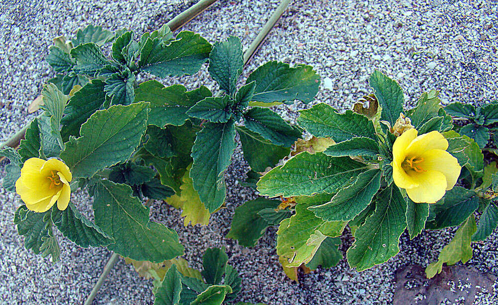 Sivun Turnera scabra Millsp. kuva