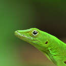 Image of <i>Anolis evermanii</i>