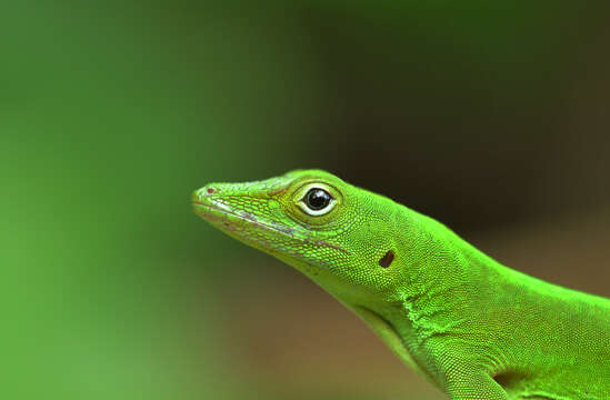 Image of <i>Anolis evermanii</i>