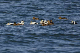 Image of Eider