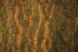 Image of Andean oak