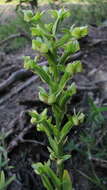 Habenaria petalodes Lindl. resmi