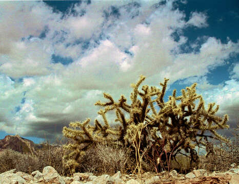 Imagem de Cylindropuntia acanthocarpa (Engelm. & J. M. Bigelow) F. M. Knuth