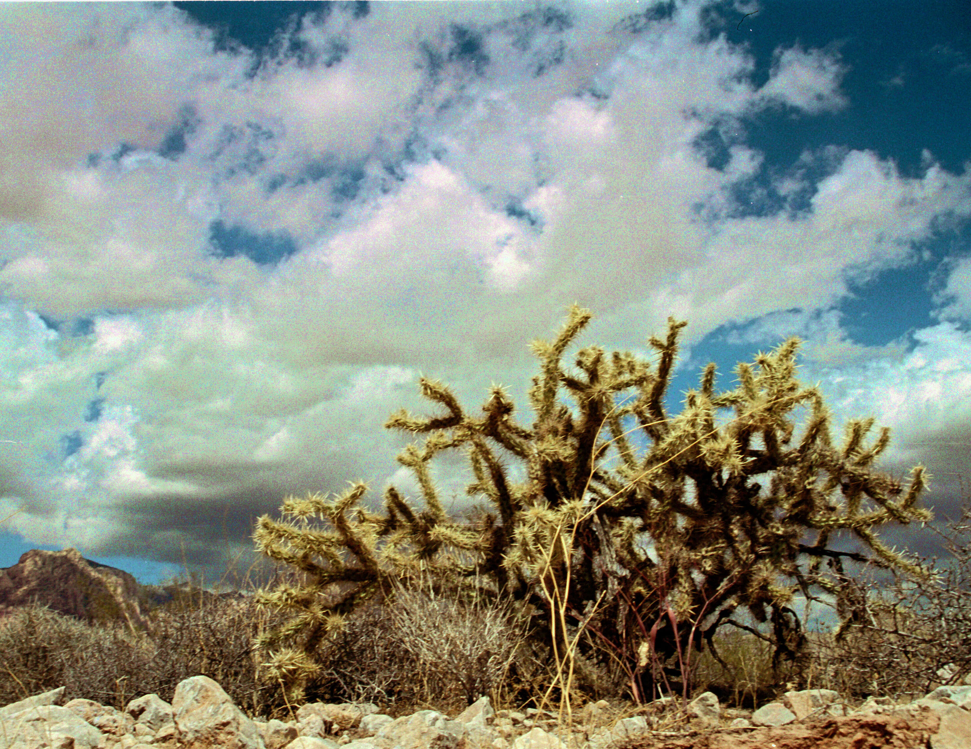 Image de Cylindropuntia acanthocarpa (Engelm. & J. M. Bigelow) F. M. Knuth