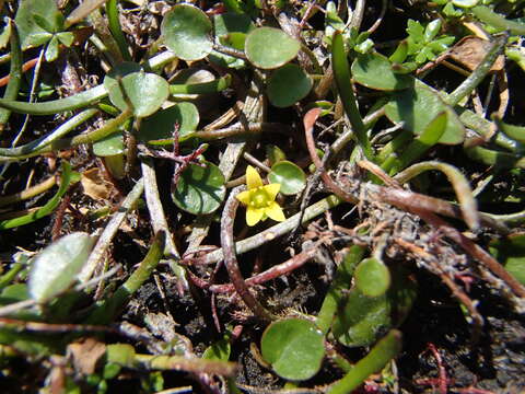 Image of Liparophyllum exiguum (F. Müll.) Tippery & Les