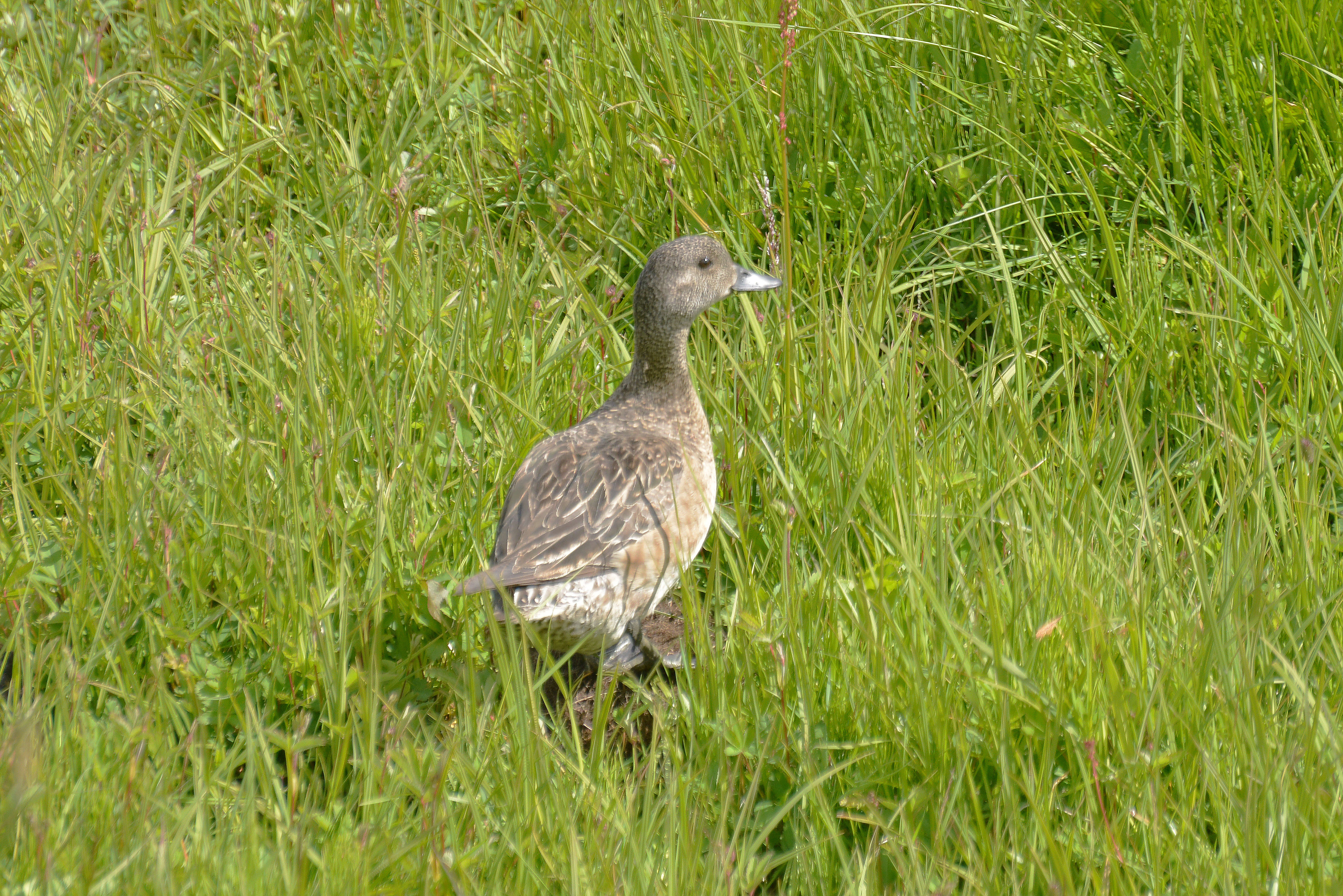 Image of Eider