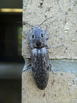 Image of Coleoptera