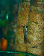 Image of Asian pygmy squirrel