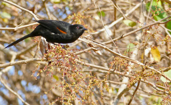 Imagem de Icterus cayanensis (Linnaeus 1766)