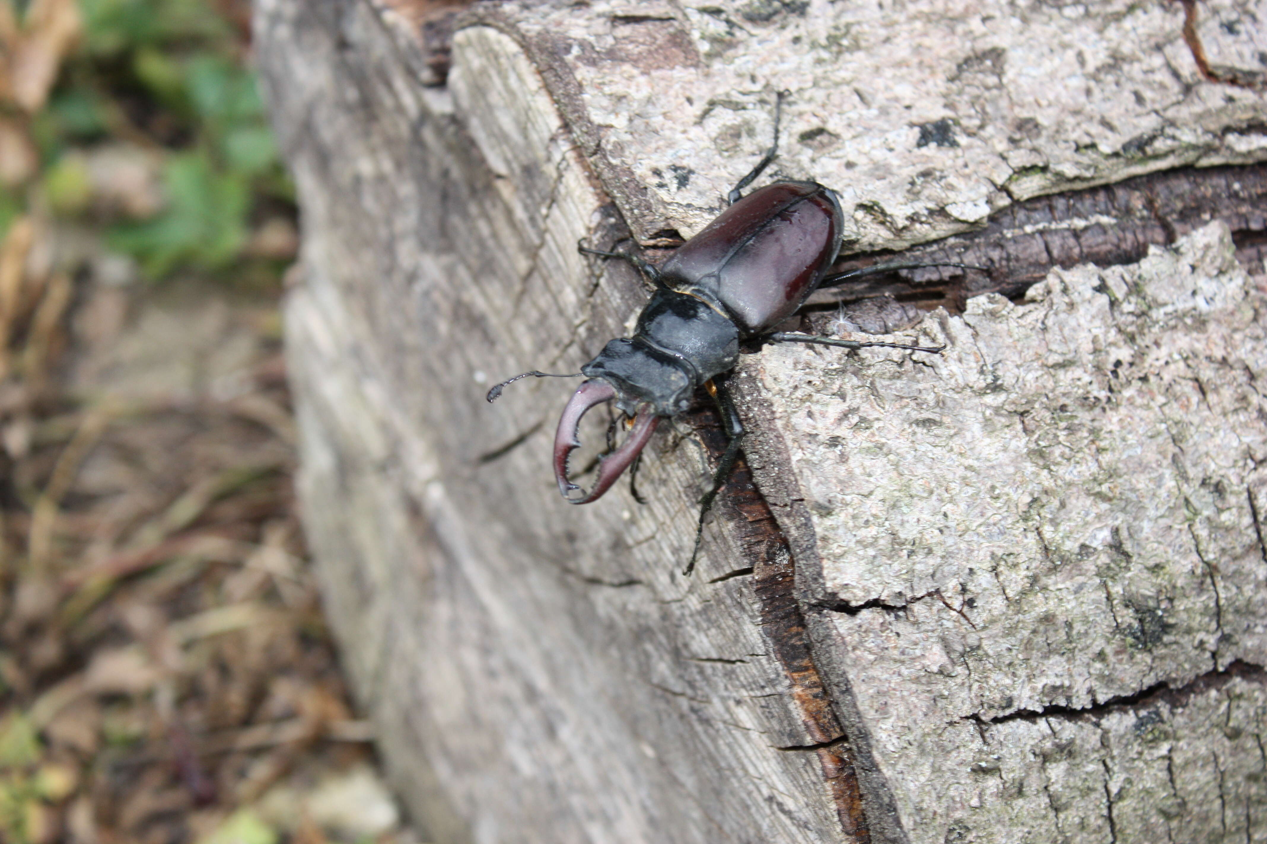 Image of stag beetles