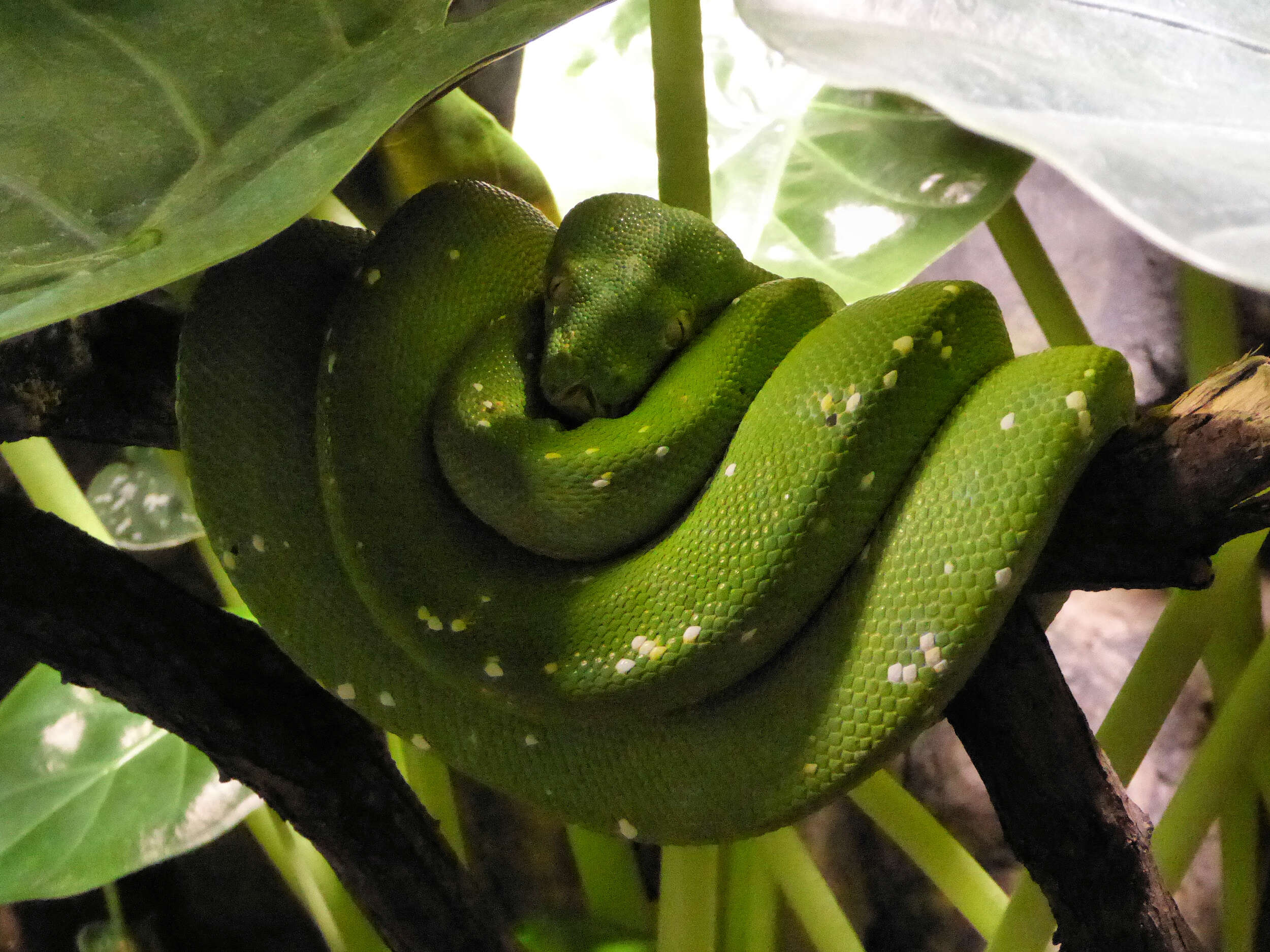 Image of Green Python