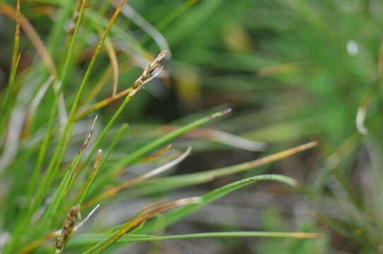 Image of Pacific Bog Sedge