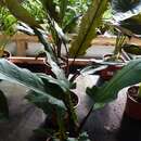 صورة Alocasia lauterbachiana (Engl.) A. Hay