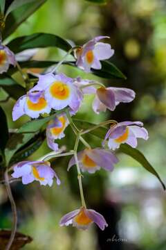 Image of Dendrobium farmeri Paxton