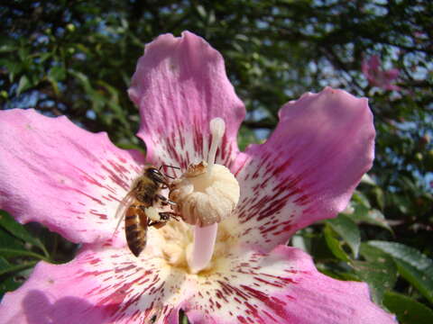 Image of ceiba