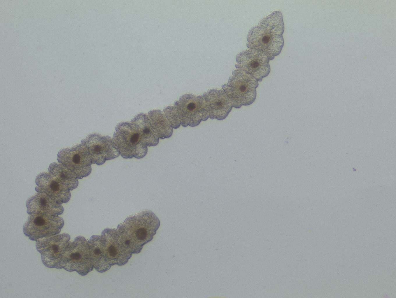 Image of flatworms