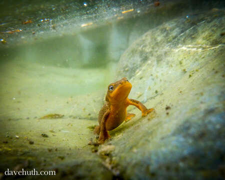 Image of Rough-skinned Newt