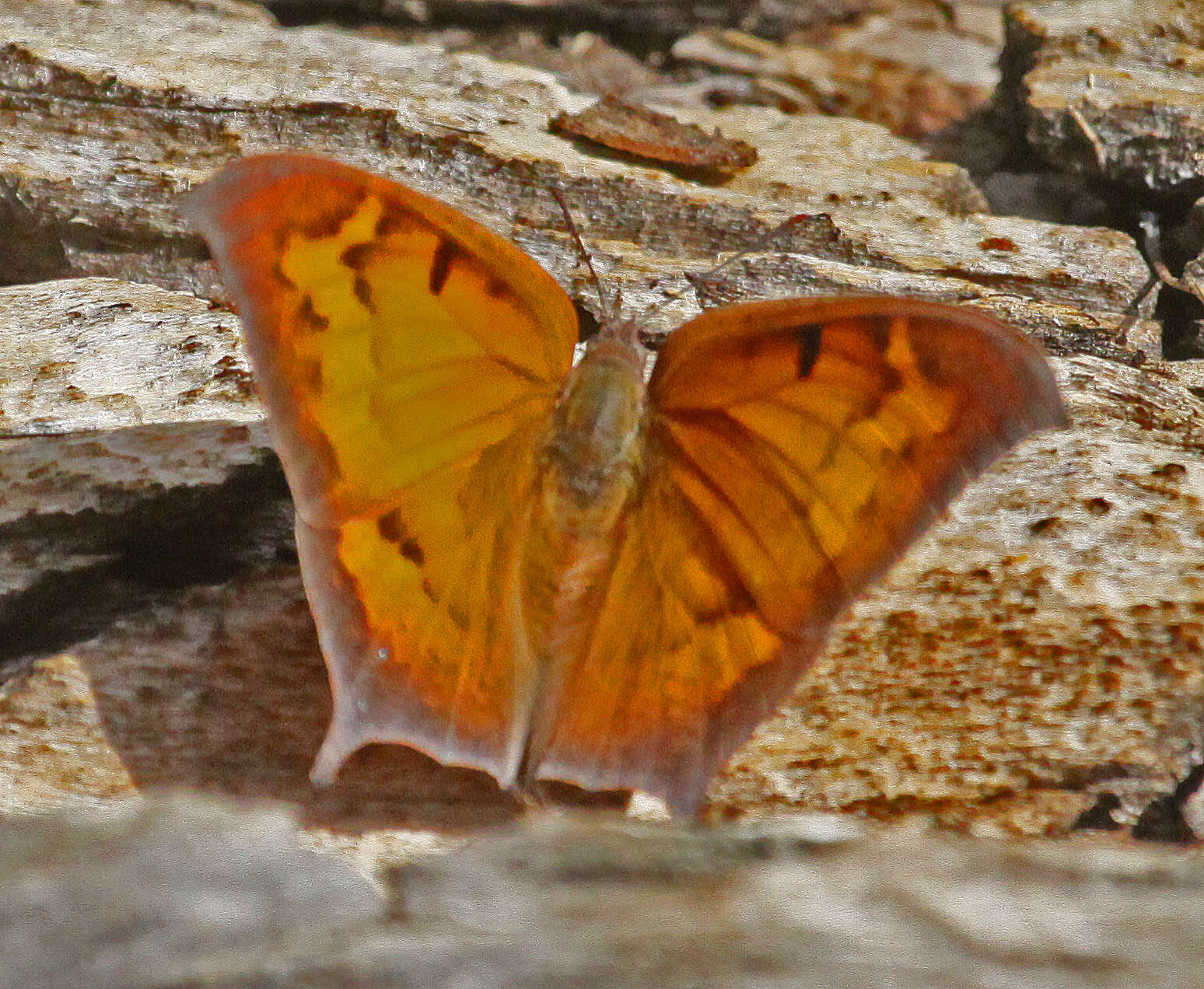 Image of Leafwings