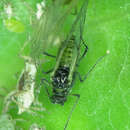 Image of Cabbage aphid