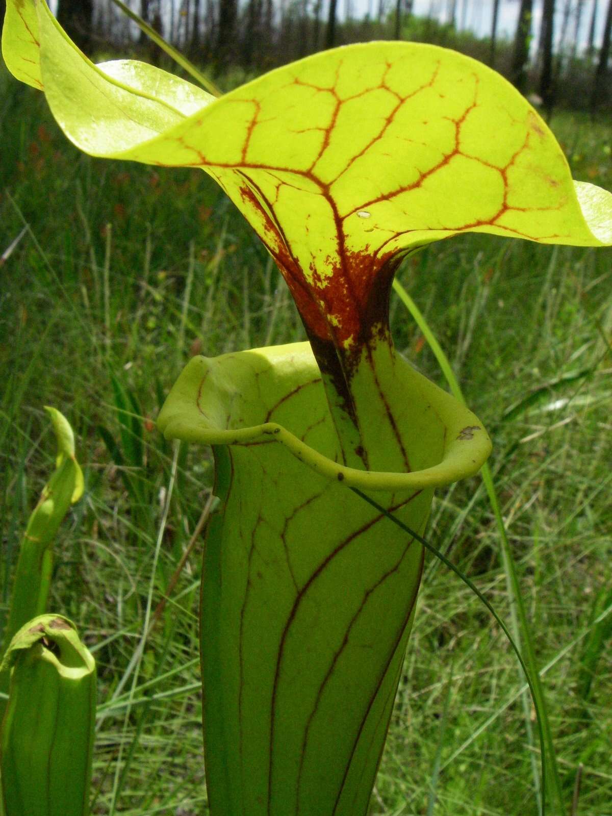 Image of Pitcher plant