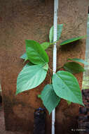 Image of Ficus mucuso Welw. ex Ficalho