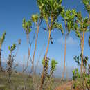 Image of Maui tetramolopium