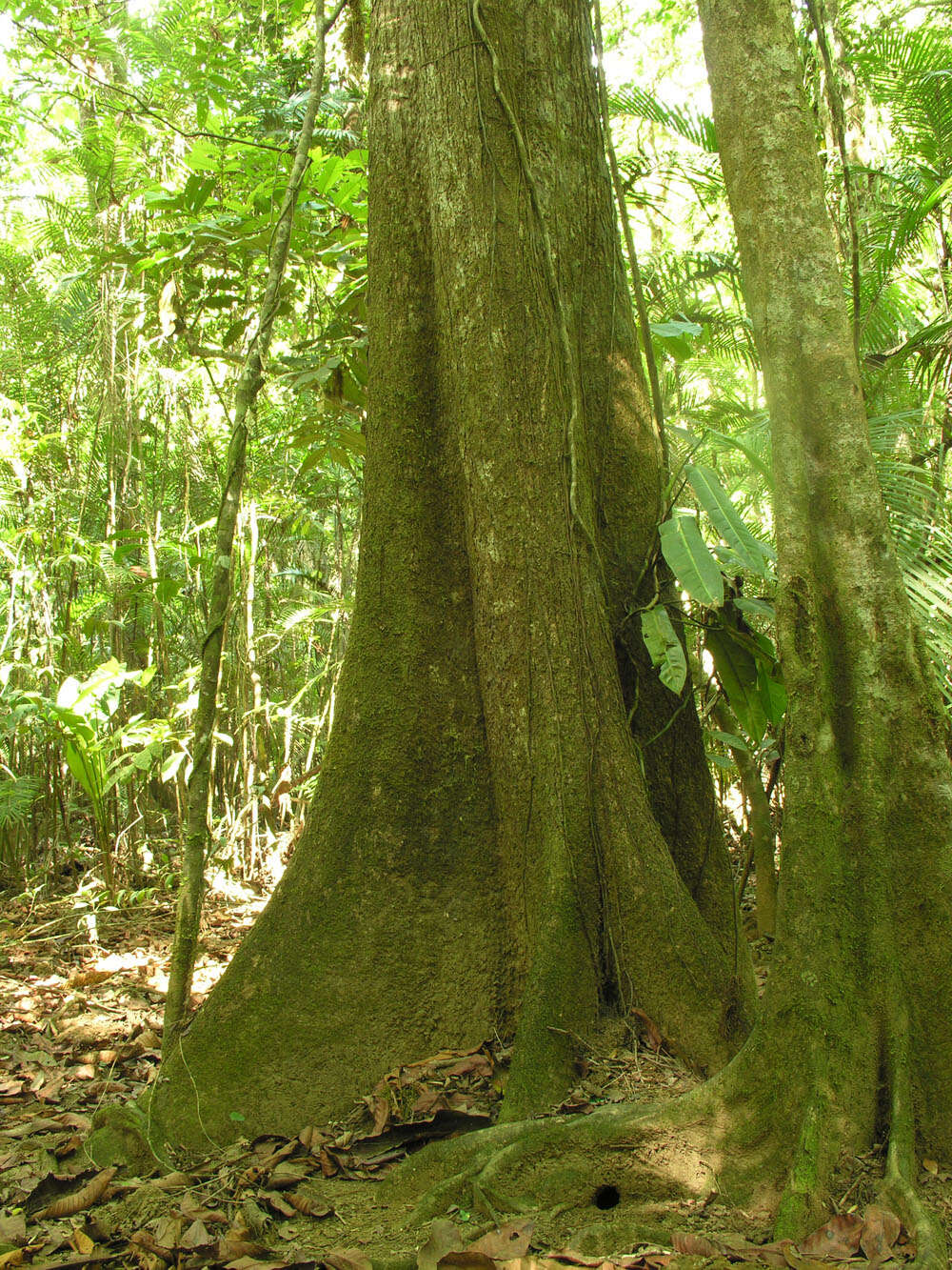 Image of Terminalia costaricensis (Stace) Gere & Boatwr.