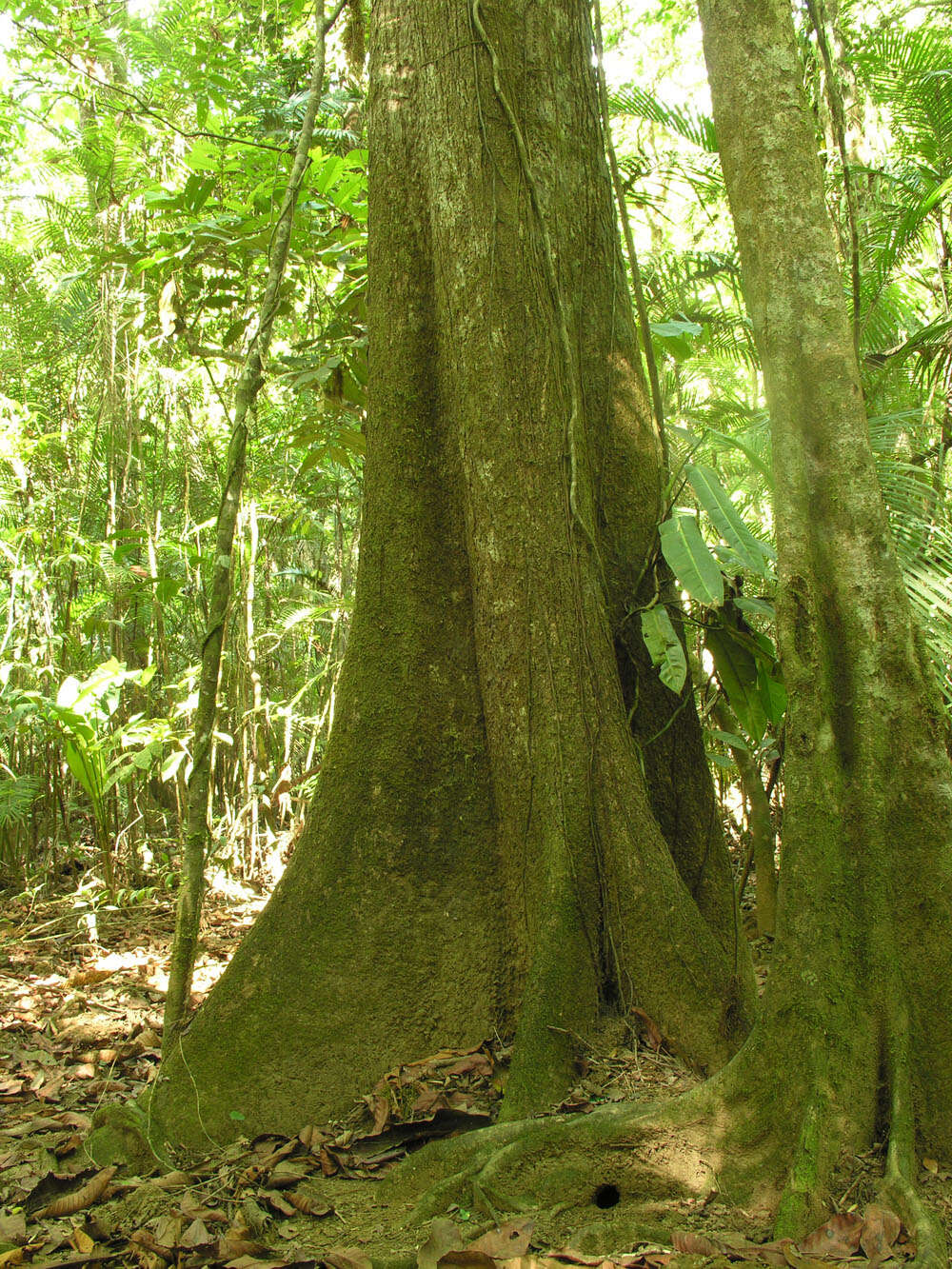 Sivun Terminalia costaricensis (Stace) Gere & Boatwr. kuva