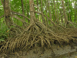 Image of Rhizophora racemosa G. F. W. Meyer