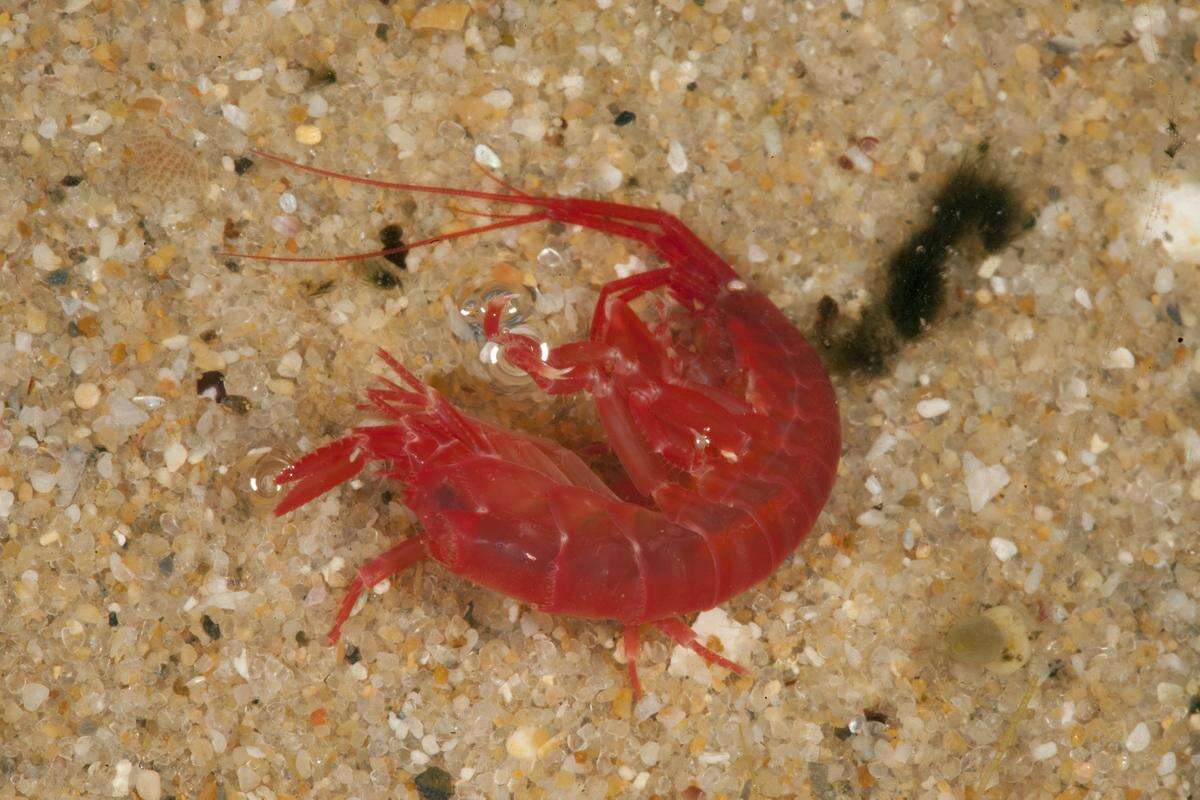 Image of Amphipoda