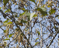 Image of Andean Alder