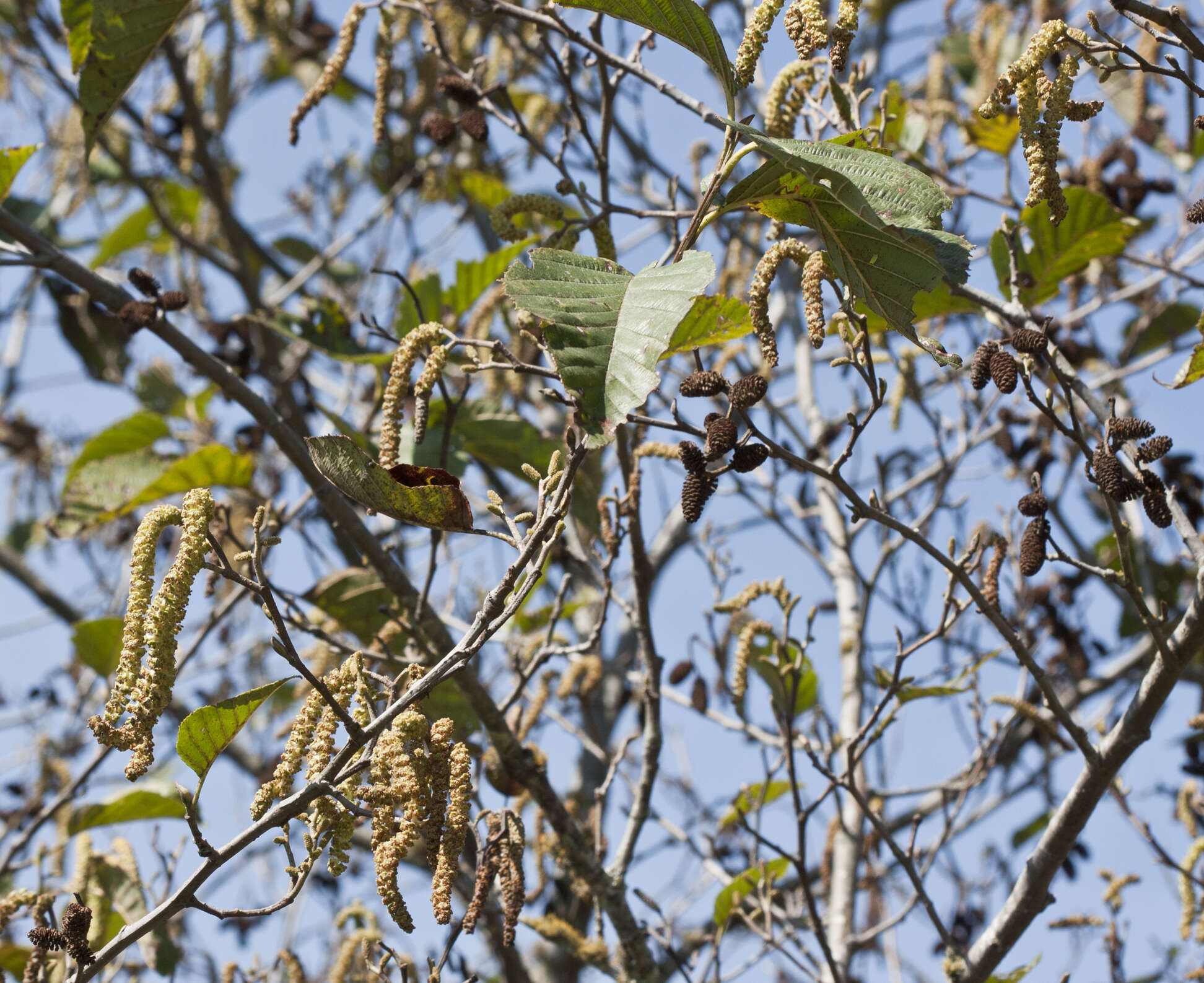 صورة Alnus acuminata Kunth