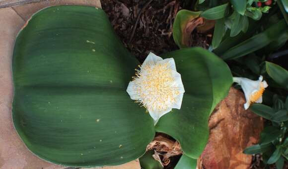 Imagem de Haemanthus